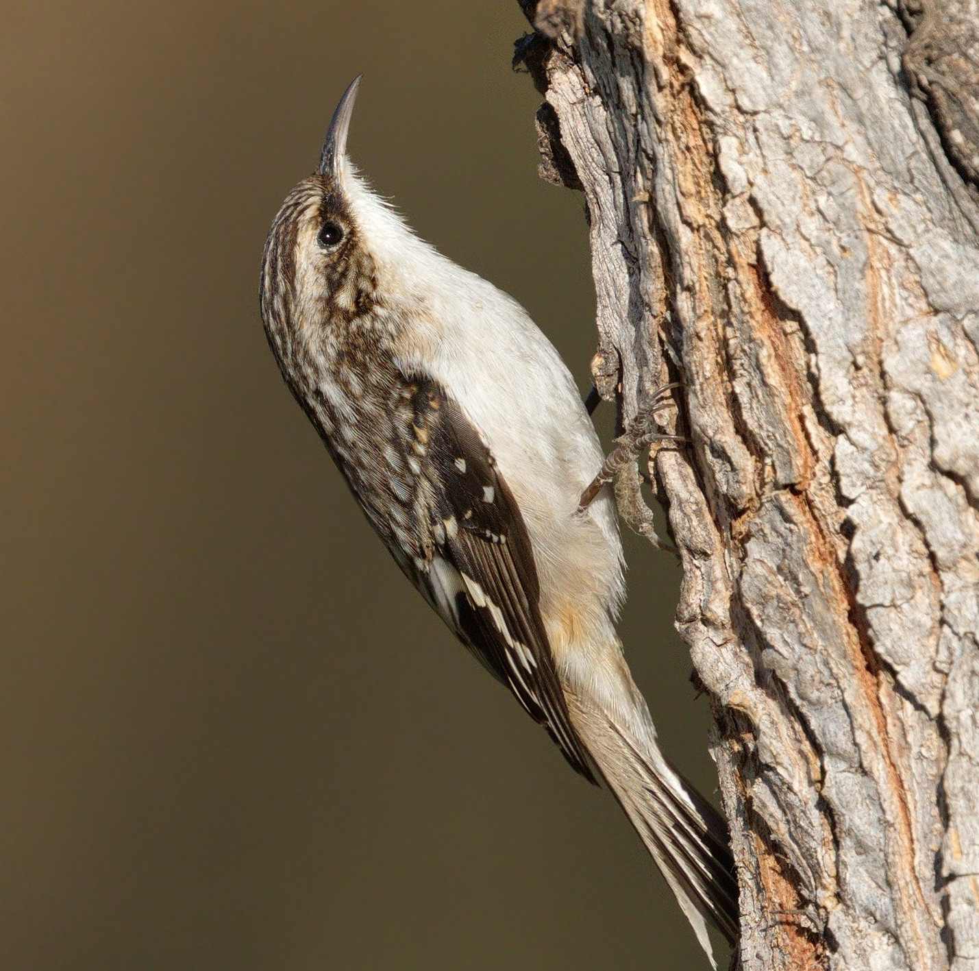 dark brown bird with a white underbelly and curved beak